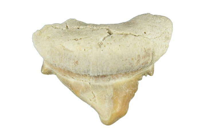 Pathological Otodus Shark Tooth - Morocco #252492
